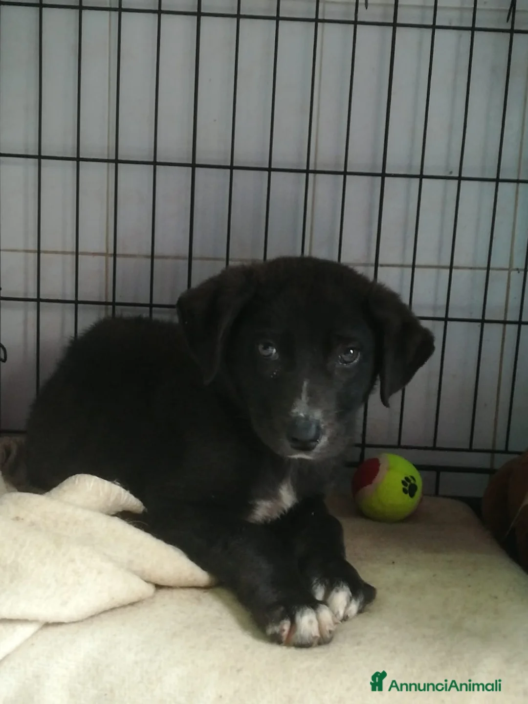 Meticcio cani in regalo: UNA MAMMA PER OZZY - Annuncio 3