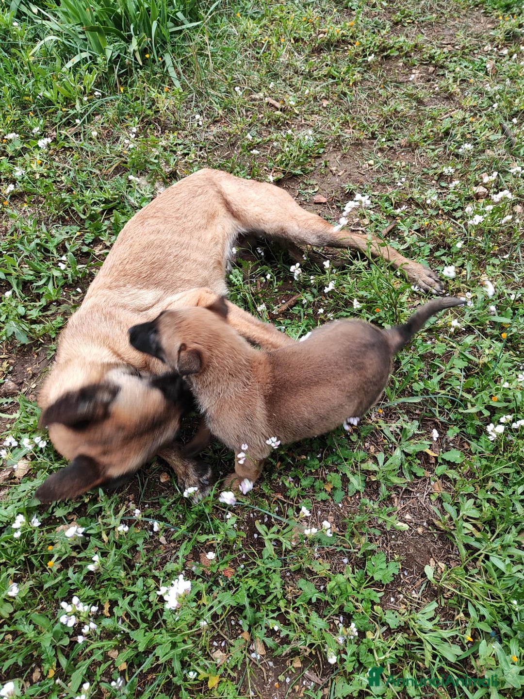 Pastore Belga cani in vendita: Allevamento Pastore Belga Malinois in Italia a Provincia di Potenza - Annuncio 4