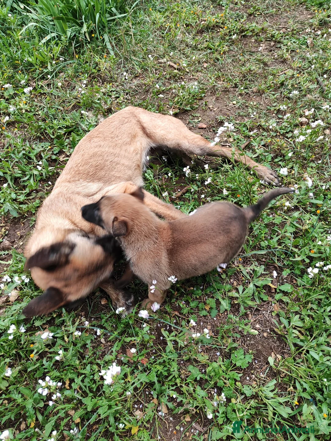 Pastore Belga cani in vendita: Allevamento Pastore Belga Malinois in Italia a Provincia di Potenza - Annuncio 4
