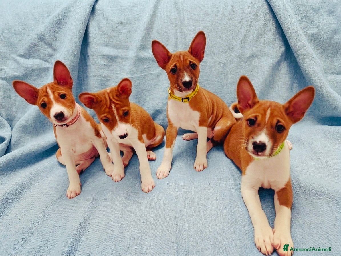Basenji cani in vendita: Basenji disponibili con pedigree ENCI - Annuncio 1