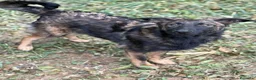 Meticcio cani in regalo: ERNAD, pastorino allegro e dolcissimo! TG MEDIA - Annuncio 6