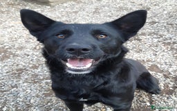 Meticcio cani in regalo: NATHAN, fantastico pastorino in nero! a Città Metropolitana di Firenze - Immagine 4