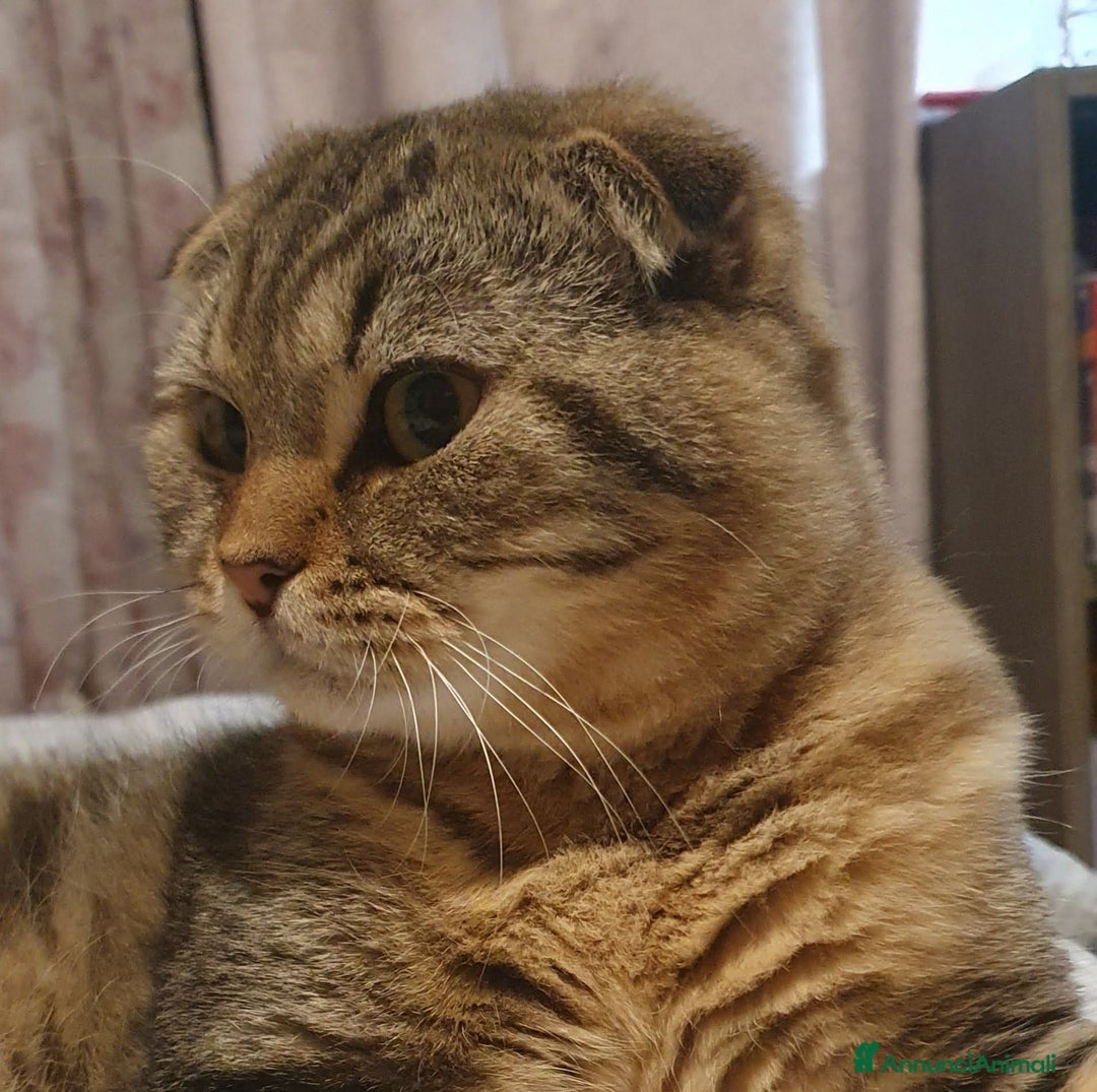 British gatti per accoppiamento: Accoppiamento  - Annuncio 2