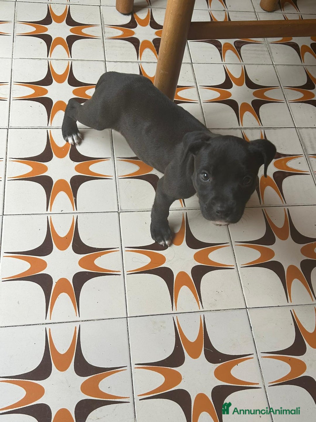 American Staffordshire cani in vendita: Annuncio URGENTE vendo cuccioli di AMSTAFF a Città metropolitana di Roma Capitale - Immagine 6