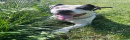 Pitbull cani in regalo: ARGO simil amstaff: vogliamo la sua rinascita a Provincia di Monza e della Brianza - Annuncio 4