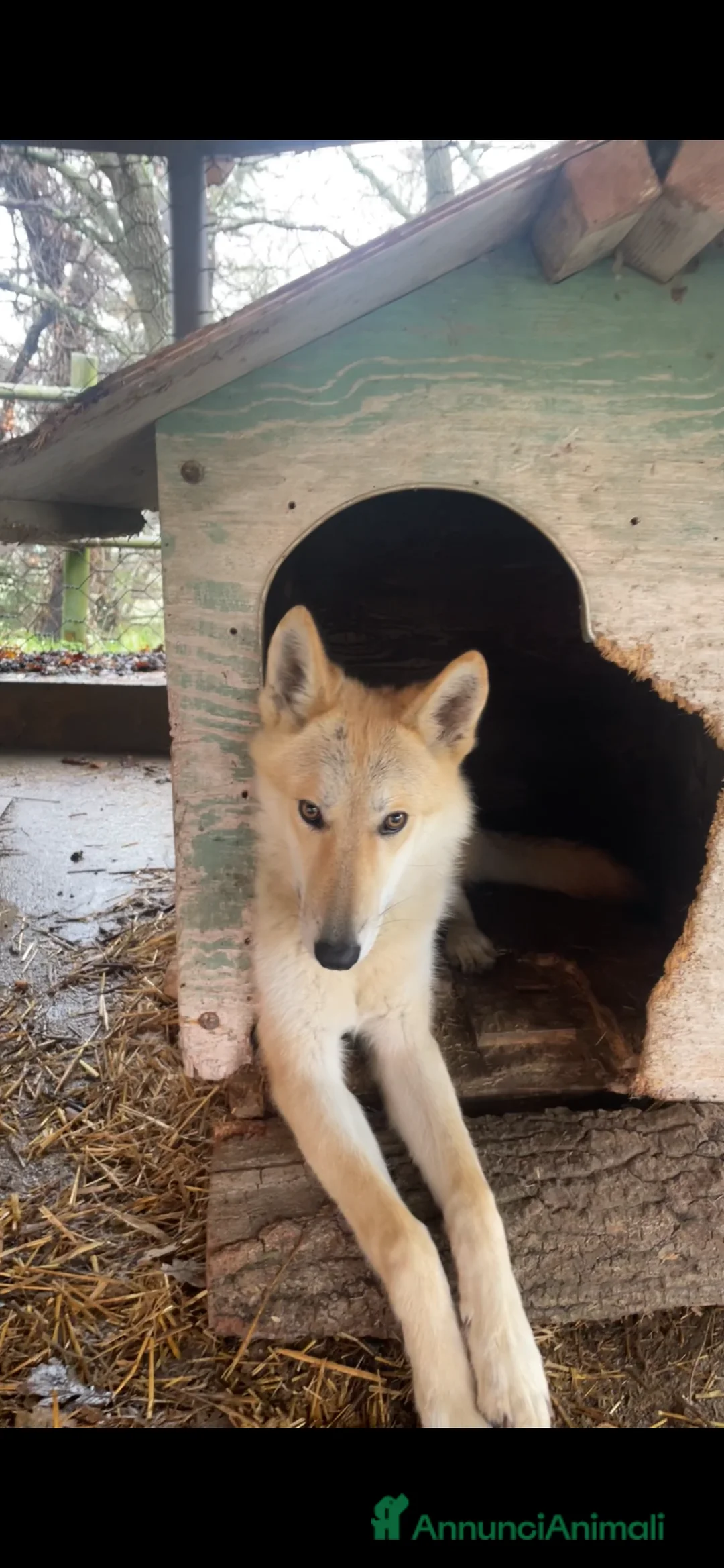 Meticcio cani in vendita: Cucciola di American Wolfdog a Città Metropolitana di Firenze - Annuncio 2