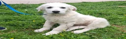 Meticcio cani in regalo: Sisma Cerca Famiglia. Info Monica 3890238584 a Provincia di Modena - Annuncio 10