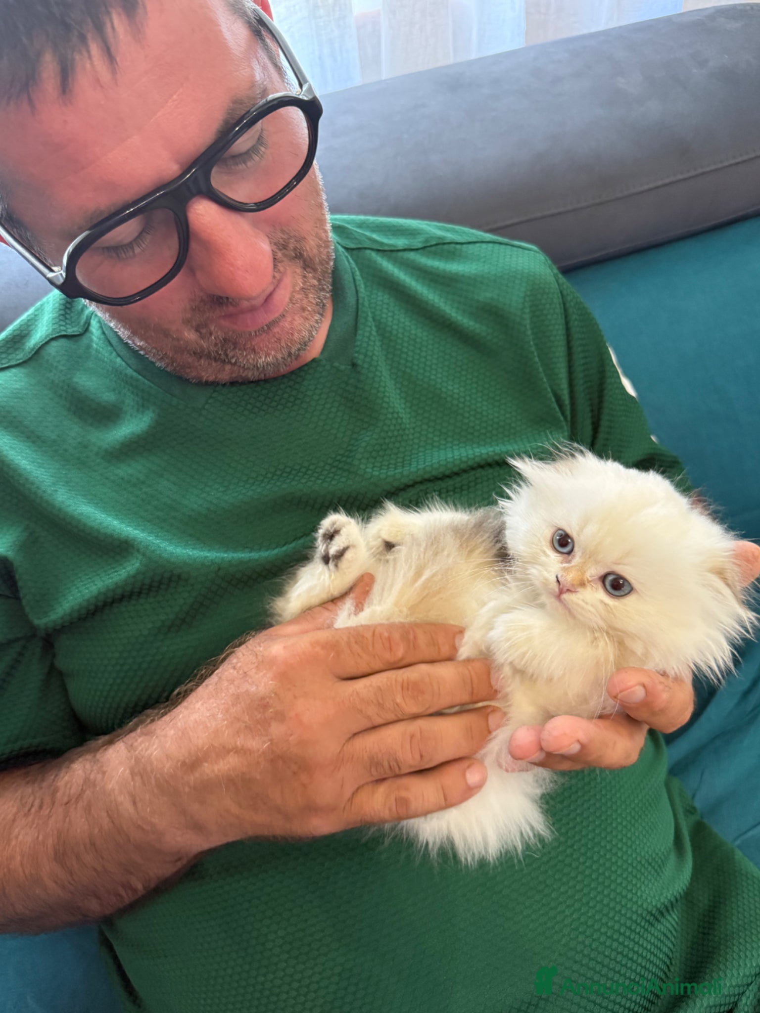 British gatti in vendita: 🐾 Disponibili splendidi cuccioli Highland Fold 🐾 a Provincia della Spezia - Annuncio 4