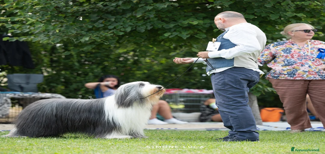 Immagine della galleria {{count}}