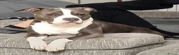 American Staffordshire cani per accoppiamento: Cerco Amstaff femmina per accoppiamento a Provincia di Modena - Annuncio 2