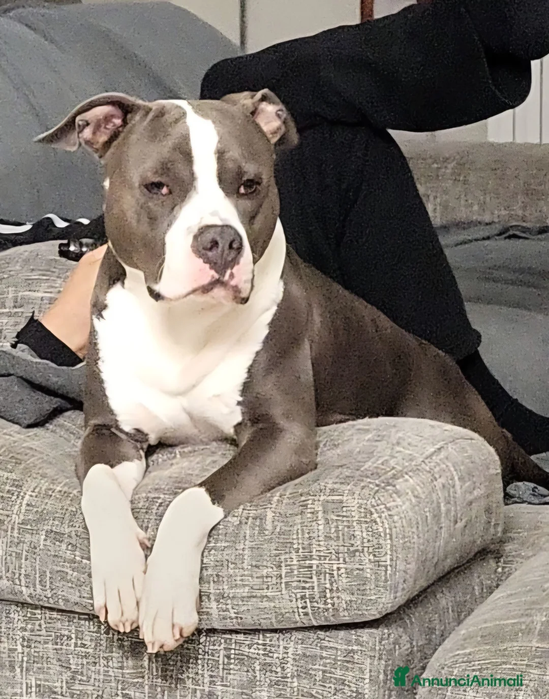 American Staffordshire cani per accoppiamento: Cerco Amstaff femmina per accoppiamento a Provincia di Modena - Annuncio 2