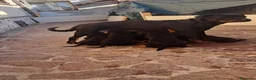 Rottweiler cani in vendita: Cuccioli di rottweiler purissimi  - Annuncio 8