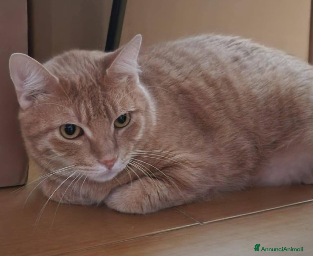 Europeo gatti Micio rosso 3anni rimasto solo,disperato! CAGLIARI - Annuncio 1