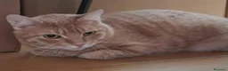 Europeo gatti in regalo: Micio rosso 3anni rimasto solo,disperato! CAGLIARI - Annuncio 1