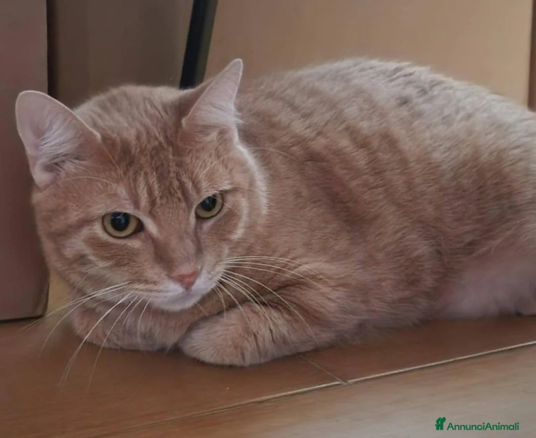 Europeo gatti in regalo: Micio rosso 3anni rimasto solo,disperato! CAGLIARI - Annuncio 1