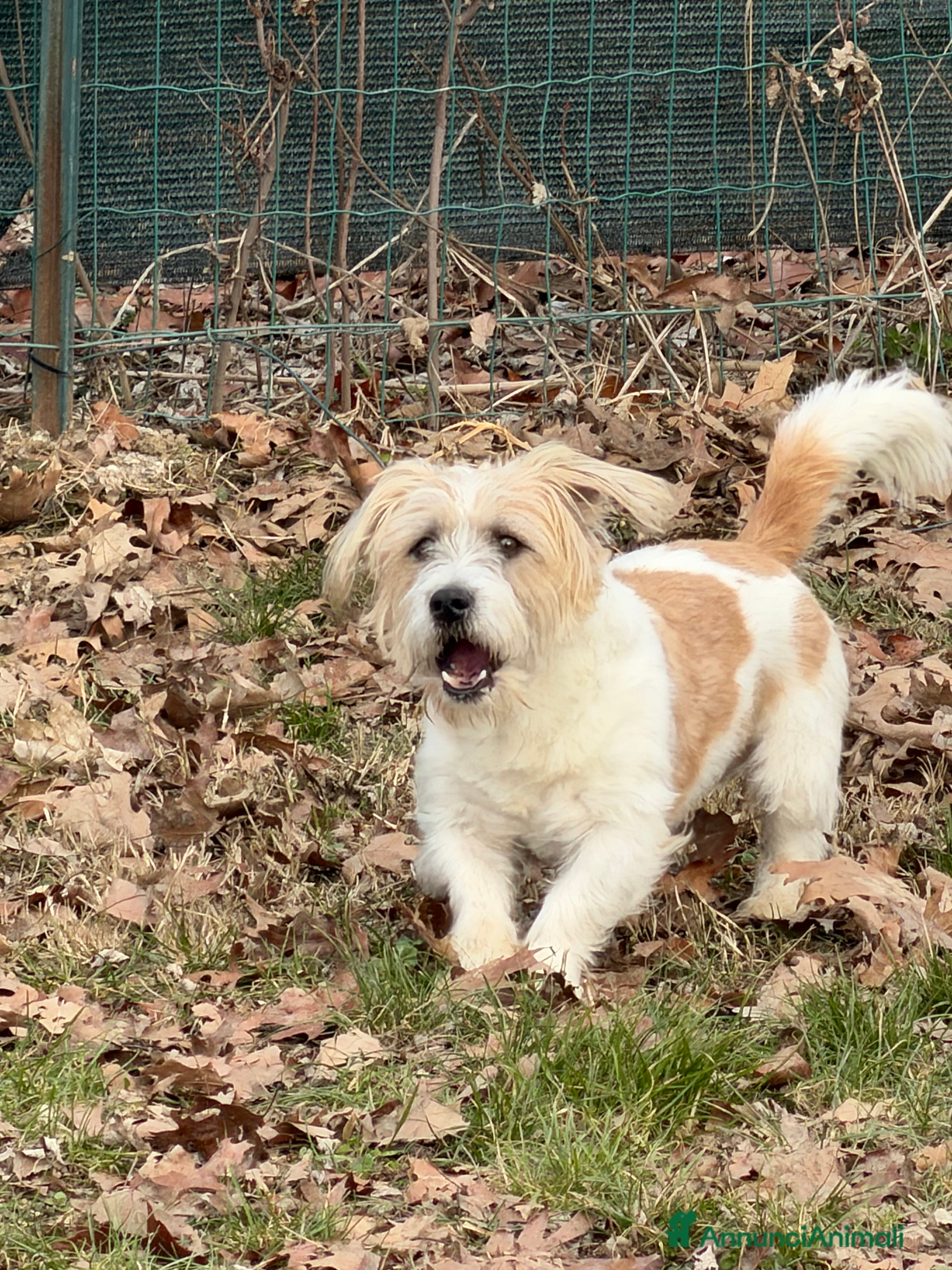 Jack Russell cani Regalo axel  - Annuncio 2