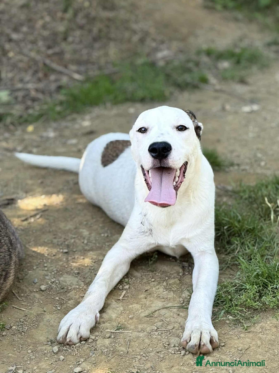 Meticcio cani in regalo: BALINA, cucciola mix DOGO ARGENTINO. Tenerissima!! - Annuncio 5