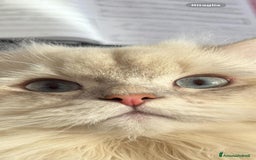 Scottish gatti in vendita: SCOTTISH FOLD E STRAIGHT CON PEDIGREE APERTO a Provincia di Bergamo - Immagine 13