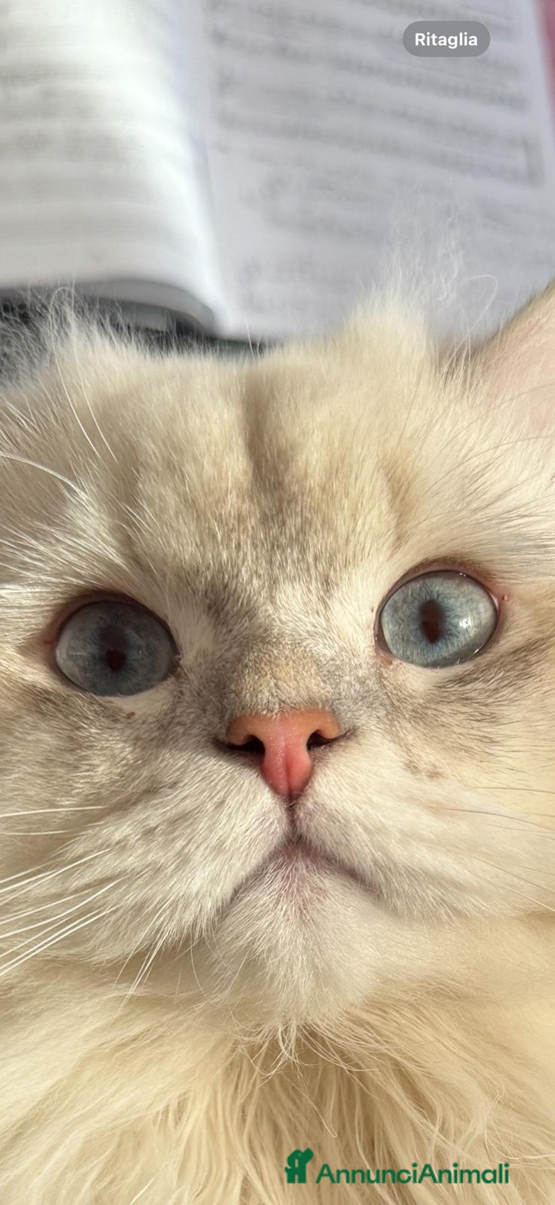 Scottish gatti in vendita: SCOTTISH FOLD E STRAIGHT CON PEDIGREE APERTO a Provincia di Bergamo - Immagine 13