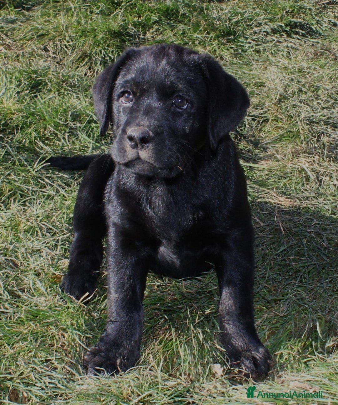 Labrador cani in vendita: Tre cuccioli di labrador retriever nero  - Annuncio 9