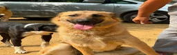 Pastore Tedesco cani in regalo: ANNIE intelligenza da Pastore, cuore da coccolona! - Annuncio 8