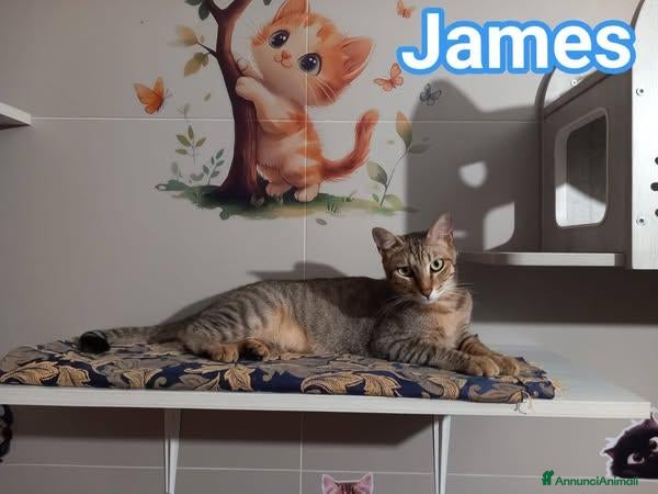 Europeo gatti in regalo: Tenero micino da adottare, JAMES! - Annuncio 4