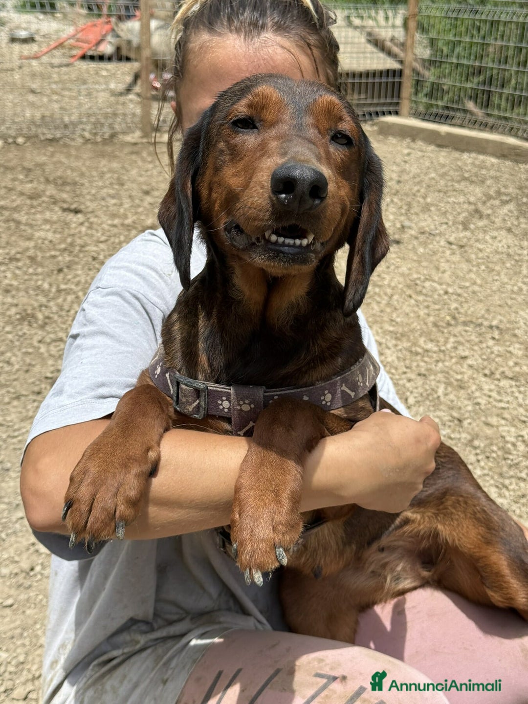 Alpenlaendische Dachsbracke cani in regalo: NOXY, piccola DACHSBRACKE super affettuosa! - Annuncio 4