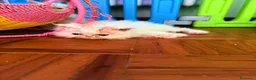 Persiano gatti in vendita: Persiani bianchi e van - Annuncio 3