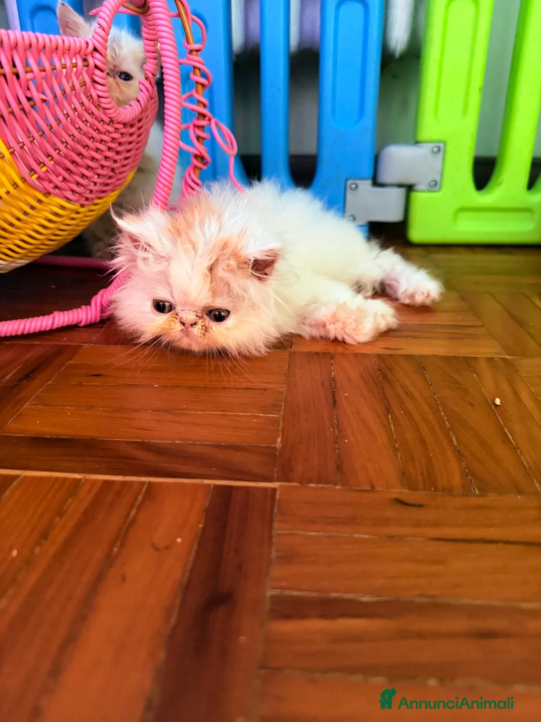 Persiano gatti in vendita: Persiani bianchi e van - Annuncio 3