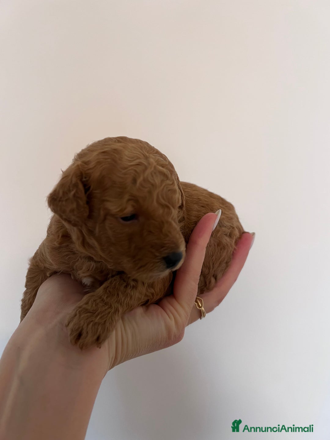 Barboncino Toy cani in vendita: Barboncino Toy Mini - Annuncio 2