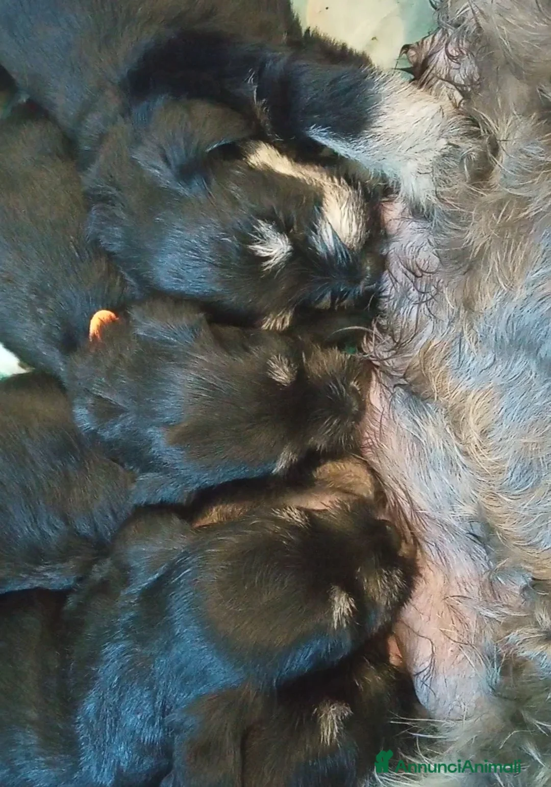 Mini Schnauzer cani in vendita: Cuccioli Schnauzer Nano Nero Argento - Annuncio 12