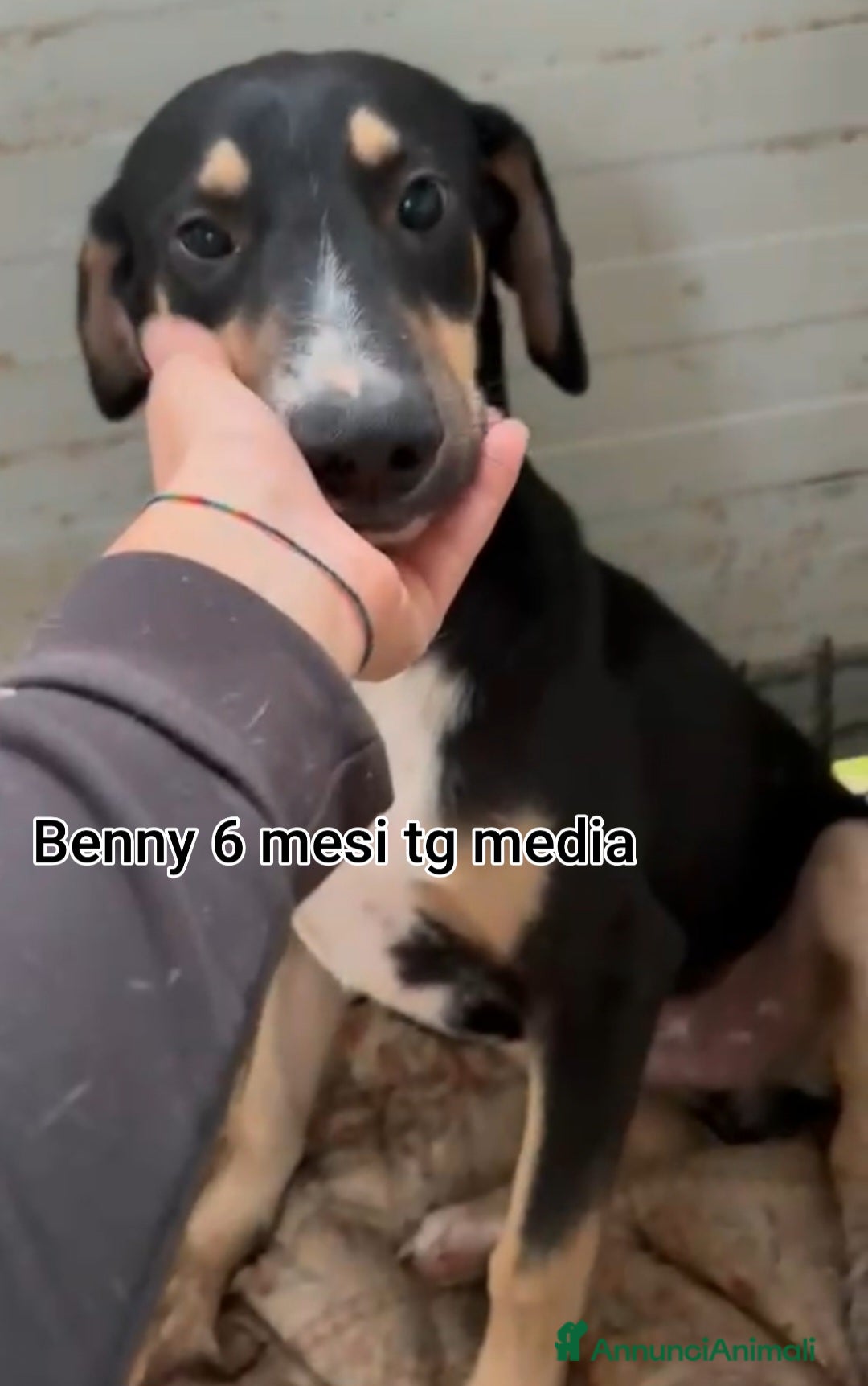 Meticcio cani in regalo: CUCCIOLI SOLI ED ESCLUSI DA TUTTI  - Annuncio 9