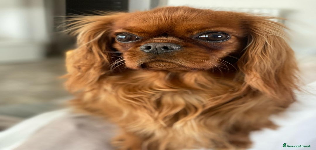 Immagine della galleria {{count}}