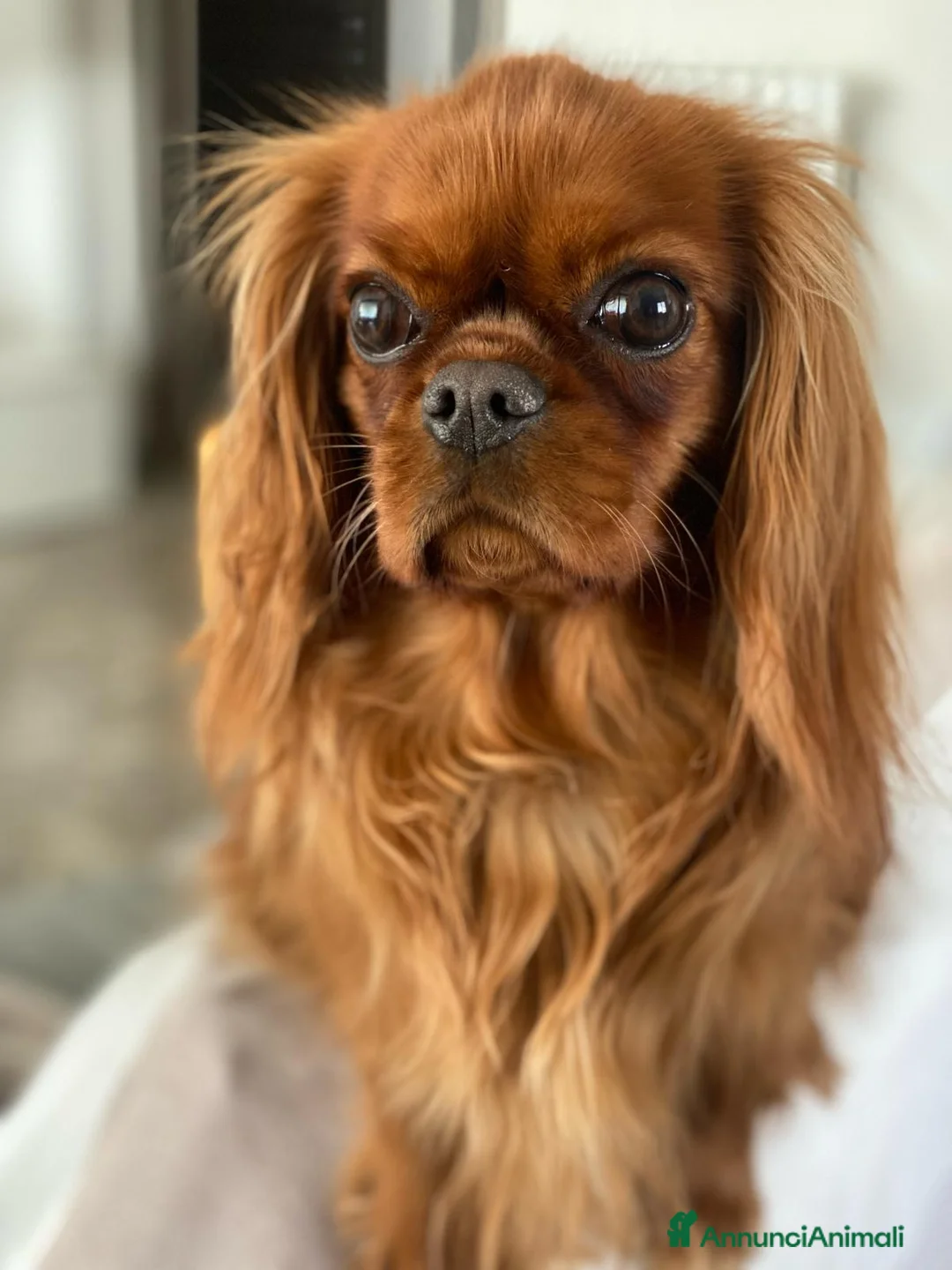 Immagine della galleria {{count}}