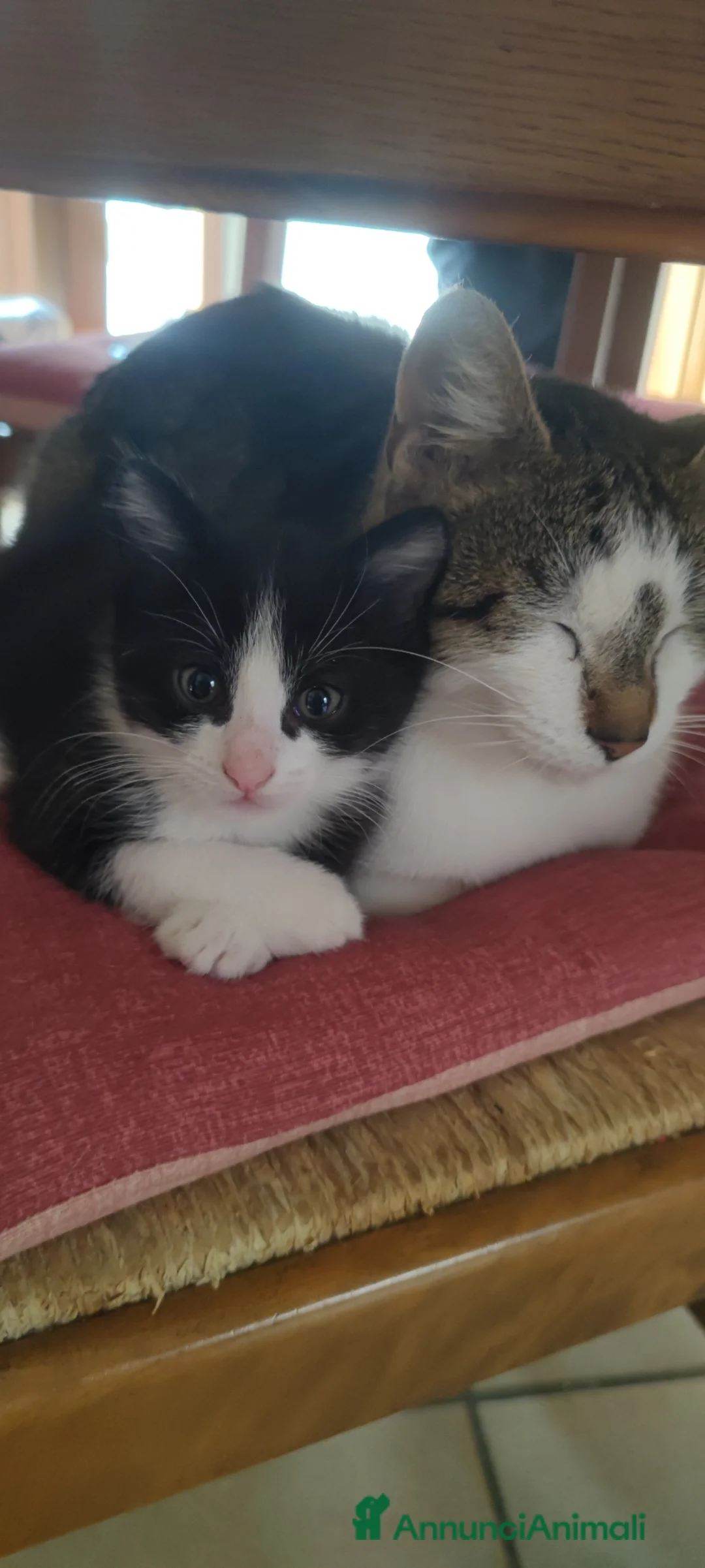 Altre razze gatti in regalo: Micini in regalo 📍VCO - Annuncio 5
