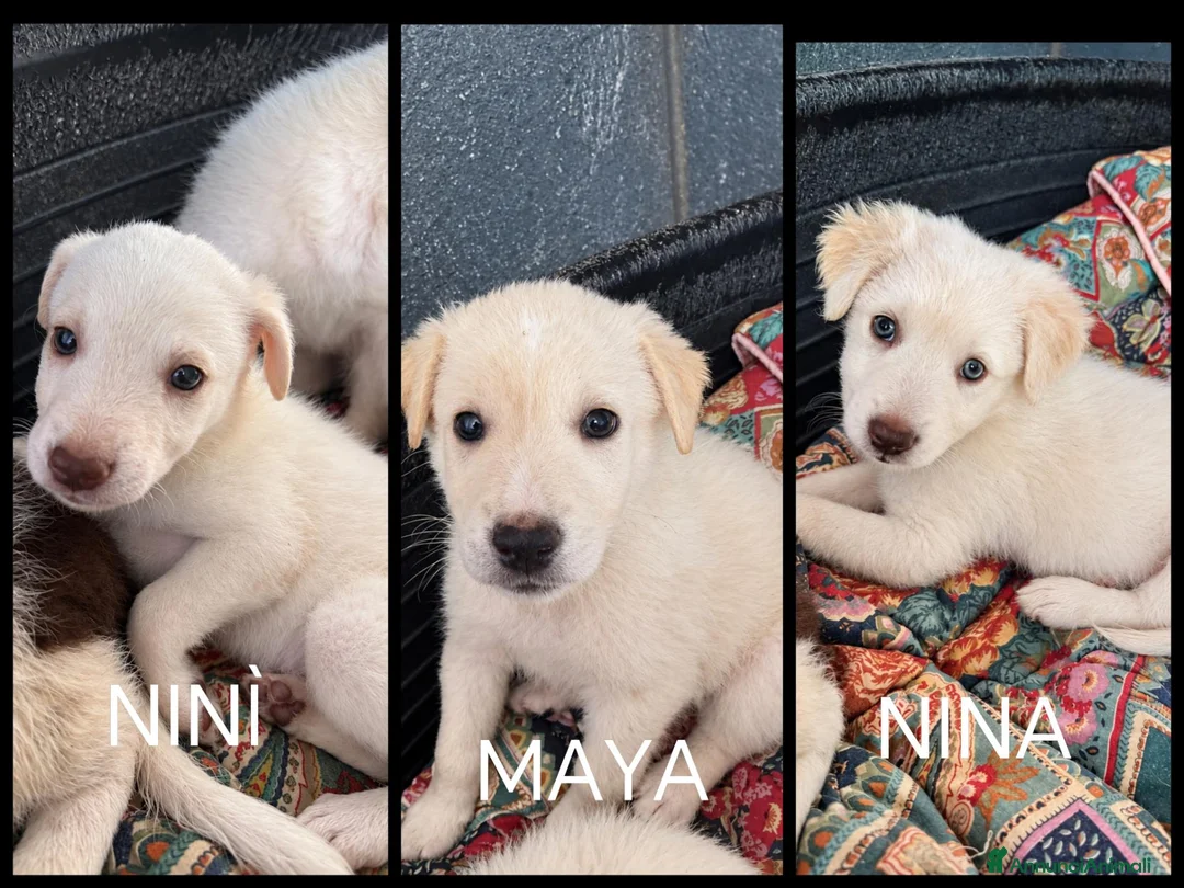 Meticcio cani in regalo: Tre femmine, taglia medio contenuta!  - Annuncio 1