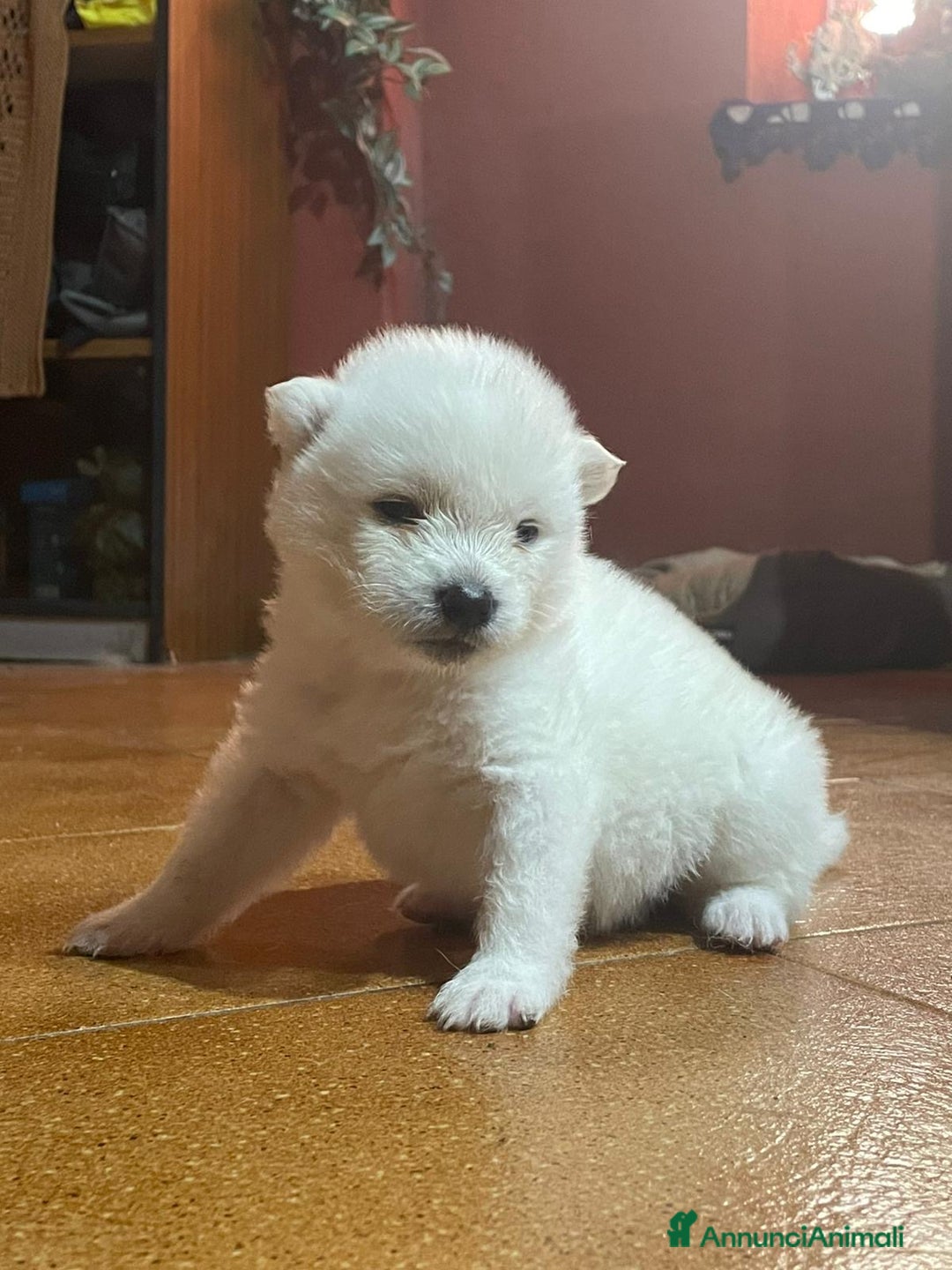 Akita Inu cani in vendita: 🌸 Hime Sakura cerca una famiglia 🌸 a Città Metropolitana di Torino - Immagine 6