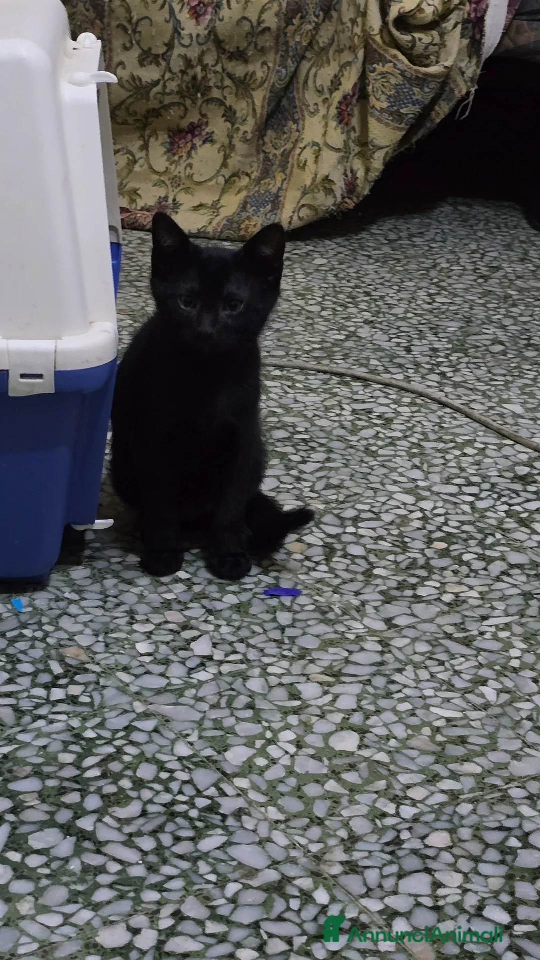 Meticcio gatti in regalo: 3 maschietti piu la mamma cercano casa - Annuncio 7