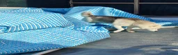 Husky cani in regalo: Noah  a Città Metropolitana di Venezia - Annuncio 6