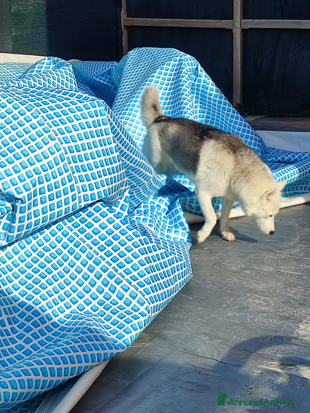 Husky cani in regalo: Noah  a Città Metropolitana di Venezia - Annuncio 6