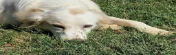 Breton cani in regalo: Dolce Fish, piccolo bretoncino/golden - Annuncio 9