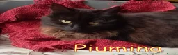Europeo gatti in regalo: PIUMINA GATTINA SIMIL D’ANGORA - Annuncio 3