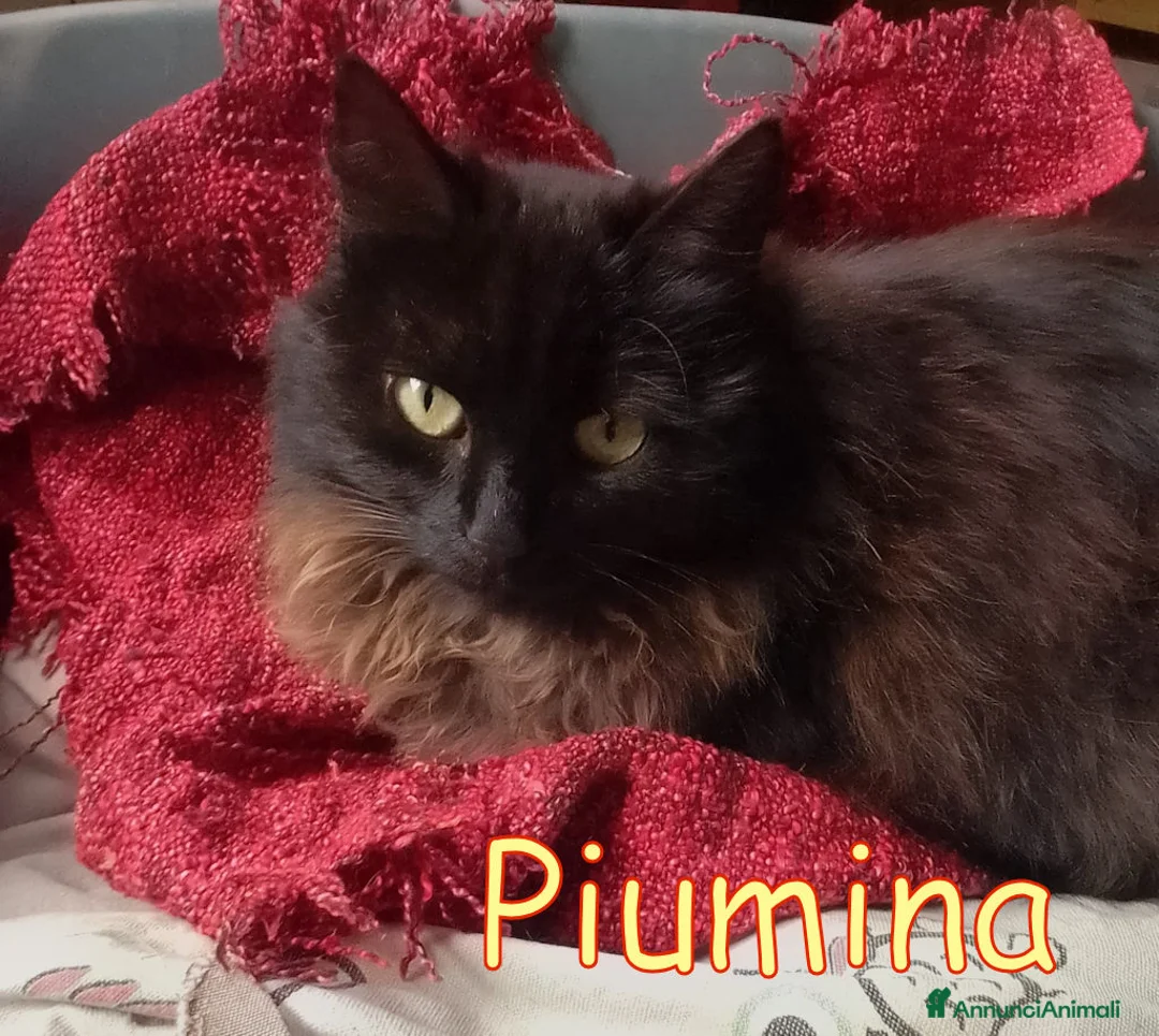 Europeo gatti in regalo: PIUMINA GATTINA SIMIL D’ANGORA - Annuncio 3