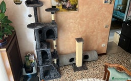 British gatti in vendita: British Shorthair  - Immagine 11