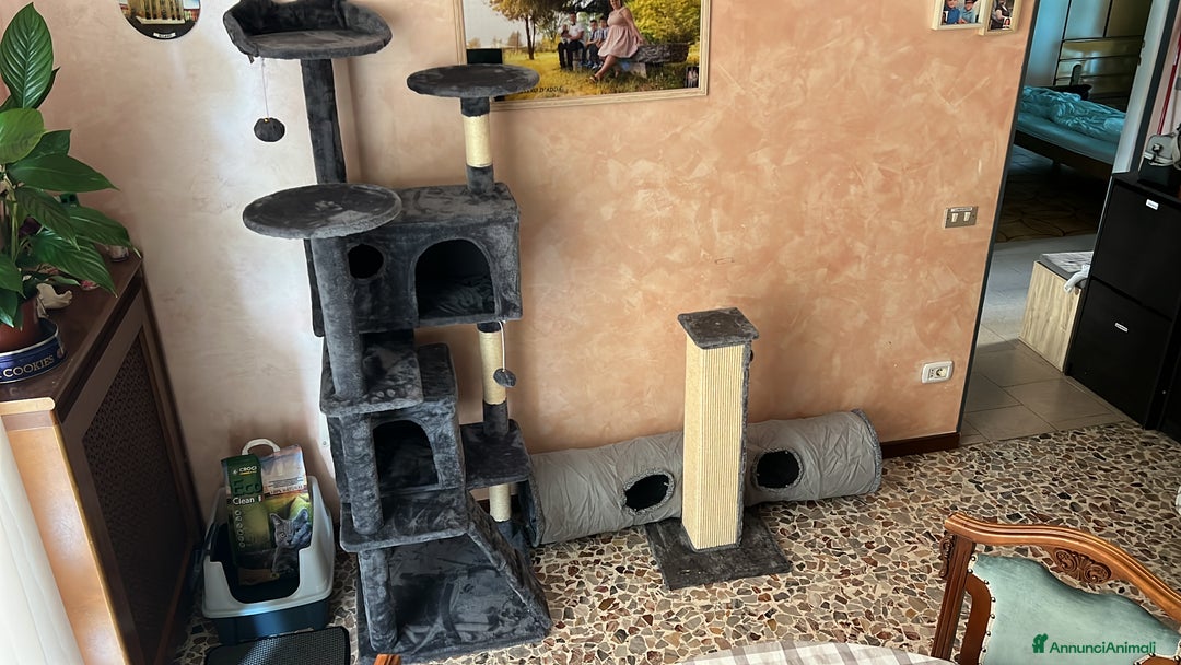 British gatti in vendita: British Shorthair  - Immagine 11