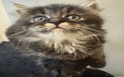 Siberiano gatti in vendita: Cuccioli gatto siberiano a Provincia di Padova - Immagine 6
