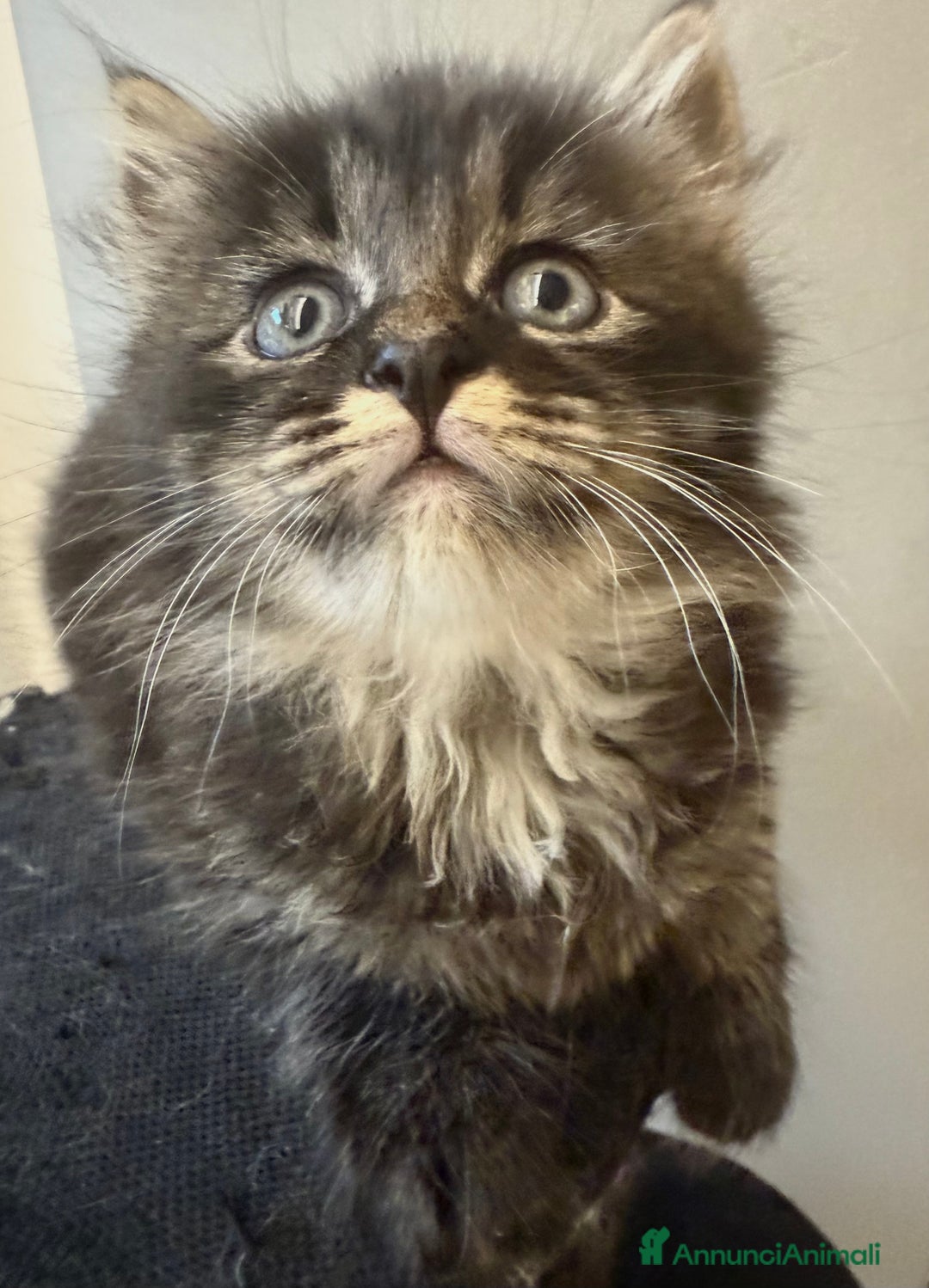 Siberiano gatti in vendita: Cuccioli gatto siberiano a Provincia di Padova - Immagine 6