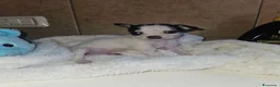 Chihuahua cani in vendita: Chihuahua toy  a Città metropolitana di Milano - Annuncio 6