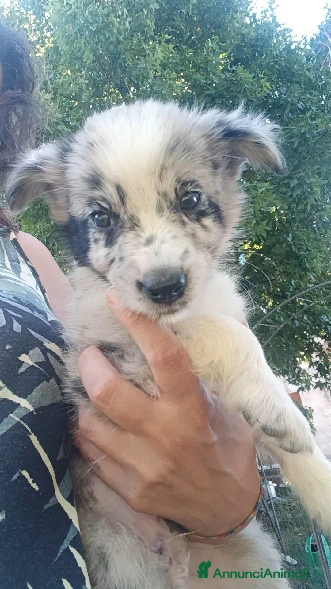 Border Collie cani in vendita: Cuccioli border collie cresciuti con cura olistica - Annuncio 2