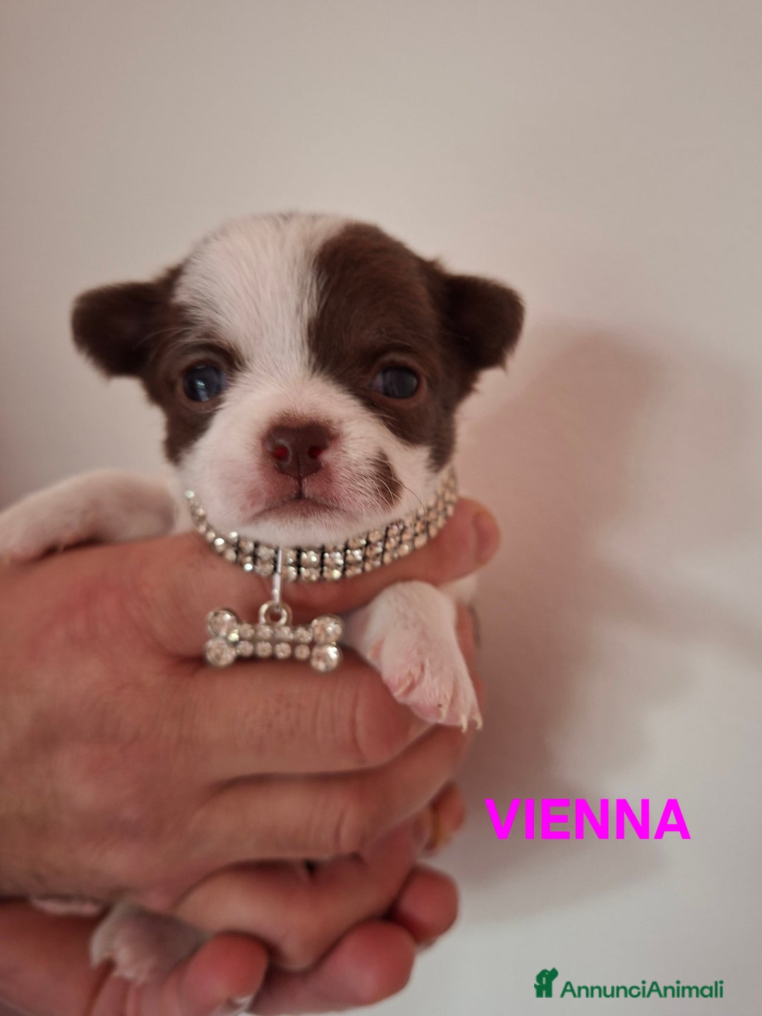 Chihuahua cani in vendita: Chihuahua  - Annuncio 5